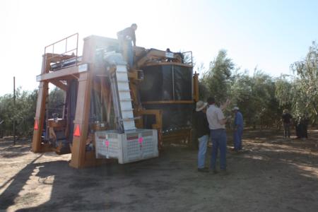 Ag-Right over-the-row harvester in olive orchard: Pre-harvest preparation